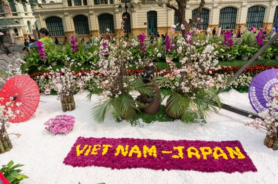 cherry blossoms in full bloom at hanois japanese festival