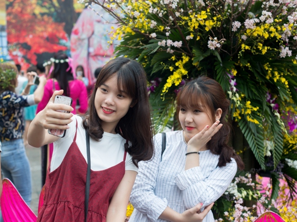 cherry blossoms in full bloom at hanois japanese festival