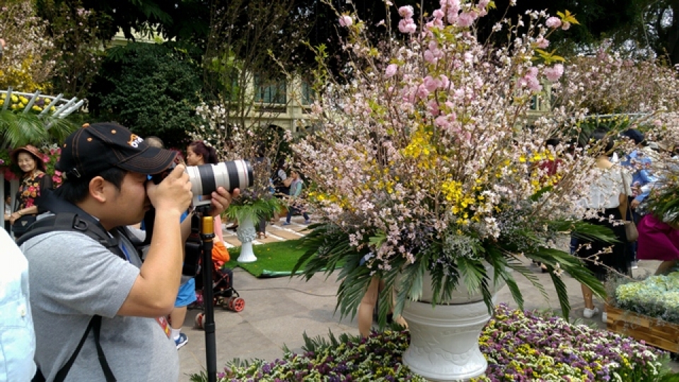 cherry blossoms in full bloom at hanois japanese festival