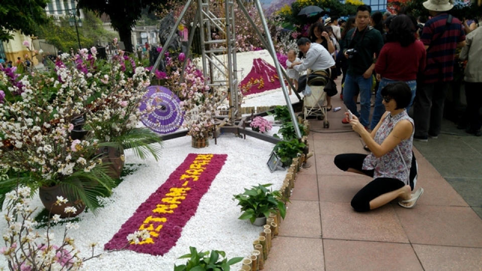 cherry blossoms in full bloom at hanois japanese festival