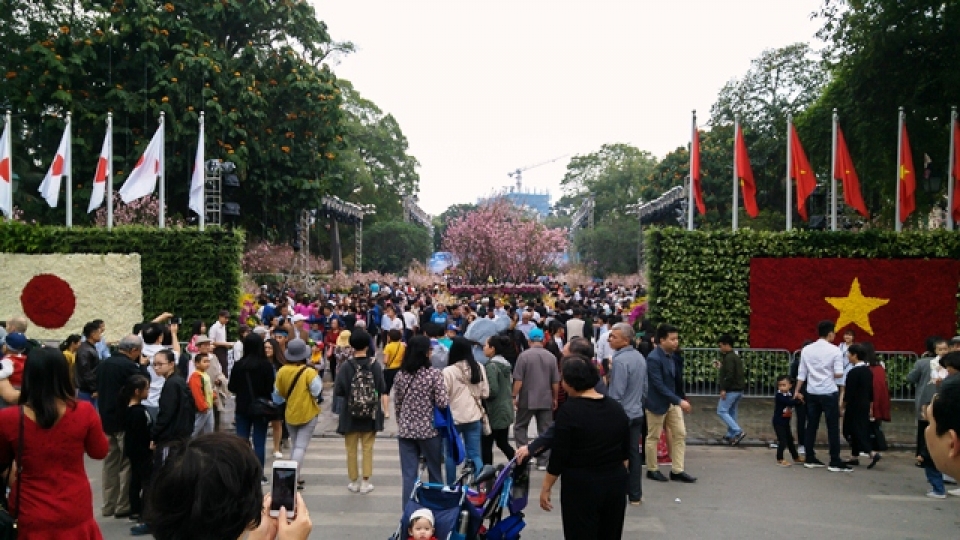 cherry blossoms in full bloom at hanois japanese festival