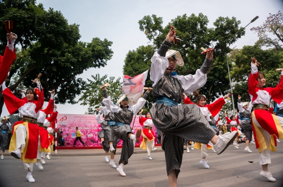 cherry blossoms in full bloom at hanois japanese festival