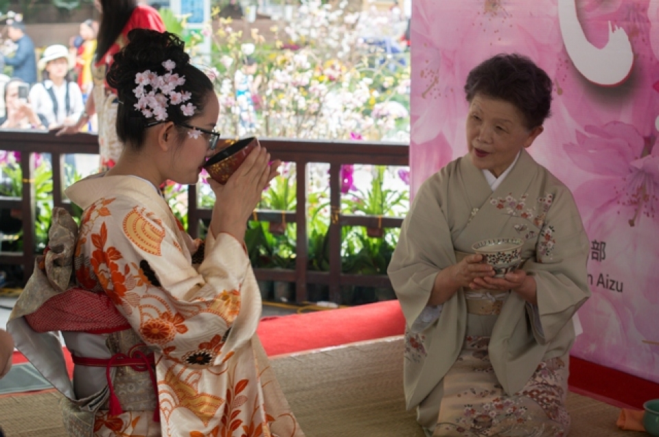 cherry blossoms in full bloom at hanois japanese festival