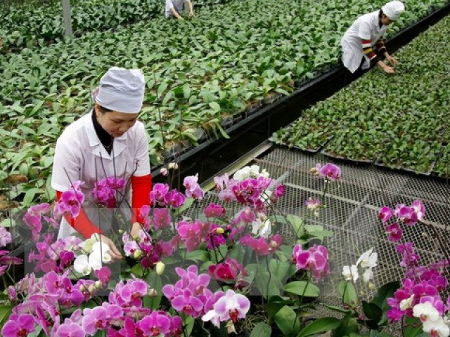 Nông nghiệp Quảng Ninh: Nhiều lợi thế, lắm khó khăn