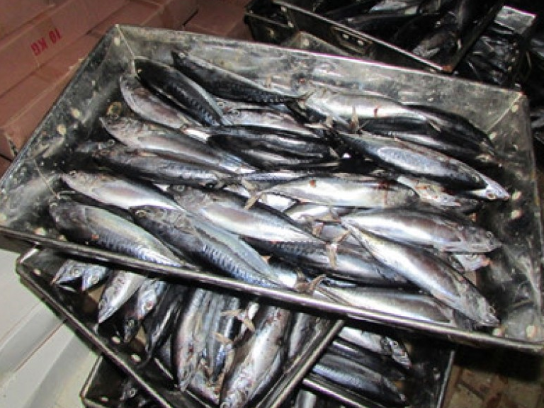 Giá cá nục “chạm đáy” sau thông tin nhiễm phenol