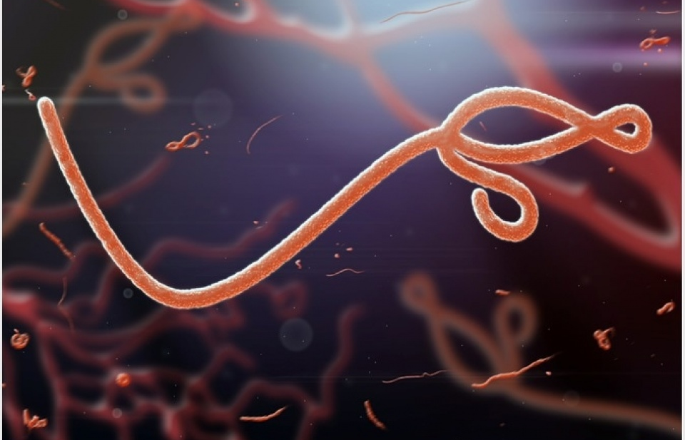 WHO tuyên bố chấm dứt dịch Ebola tại CHDC Congo