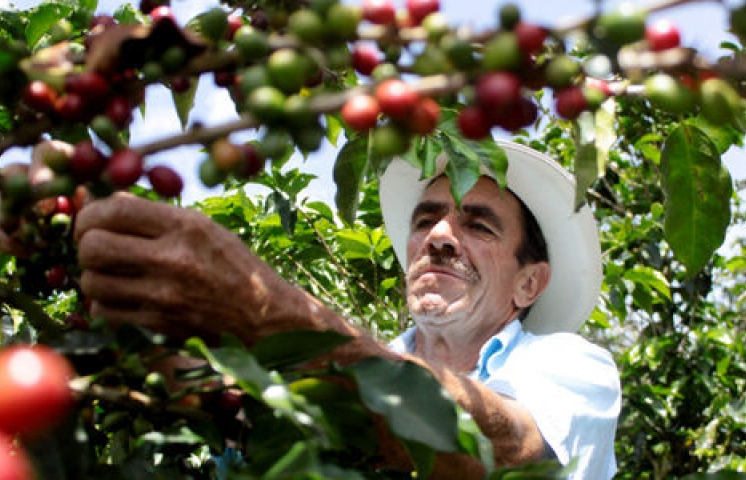 Các nước Trung Mỹ lên kế hoạch thành lập hiệp hội cà phê chung
