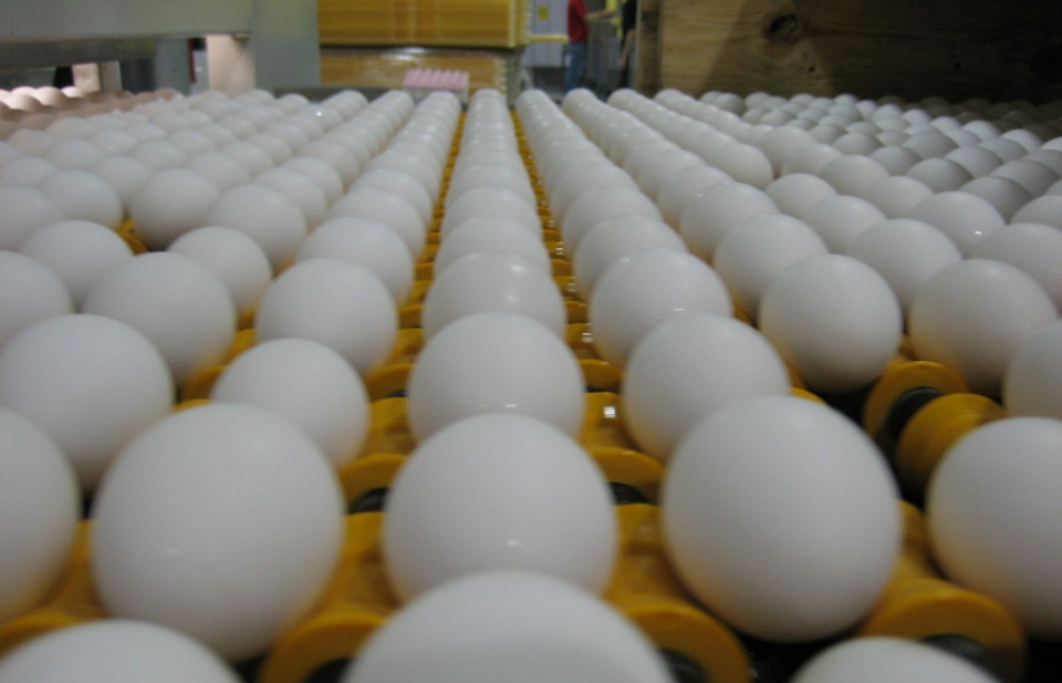 Bê bối trứng "bẩn" lan rộng tại châu Âu