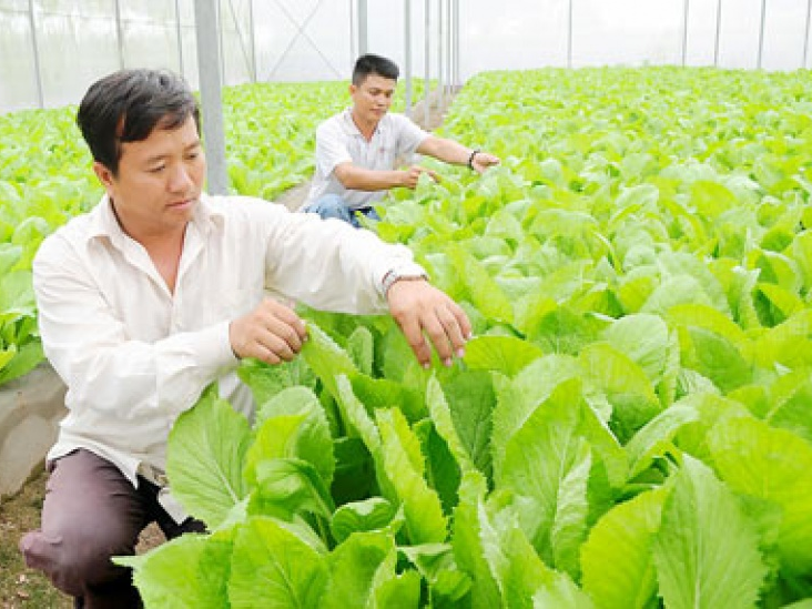 Chủ động tìm lối ra cho nông nghiệp Việt