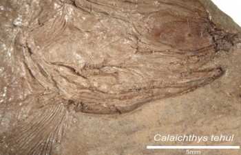 Phát hiện hóa thạch cá có niên đại 240 triệu năm