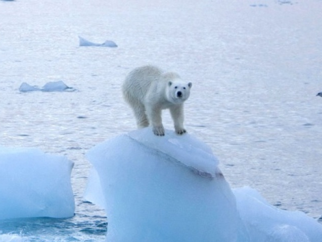 Môi trường tại Bắc Cực ngày càng xuống cấp do nhiệt độ ấm lên