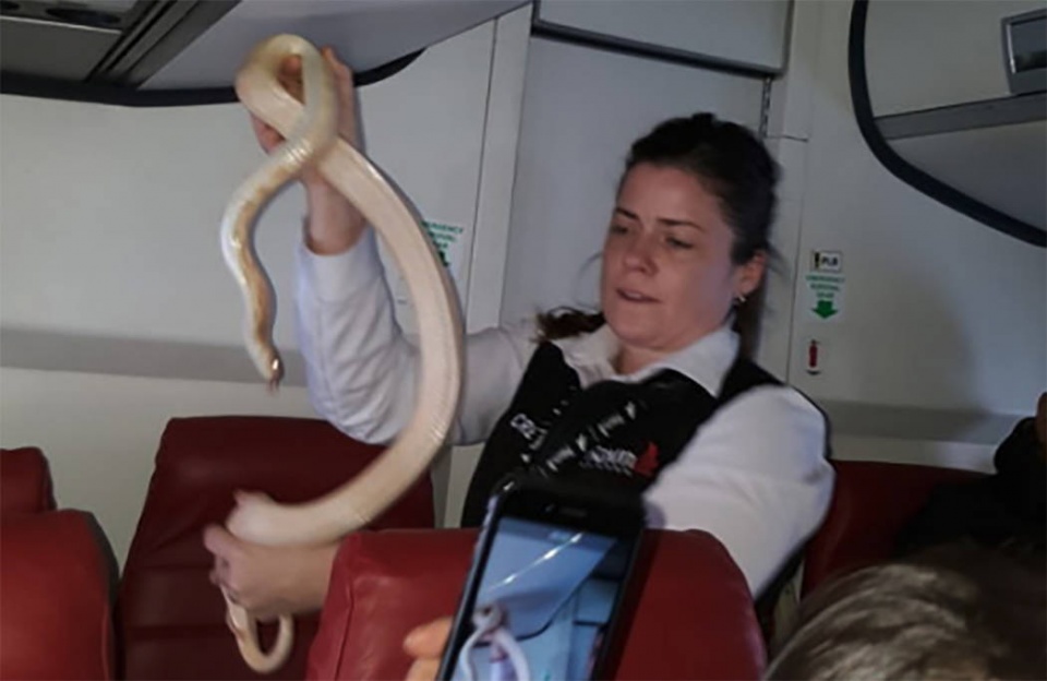 Hành khách tá hỏa vì thông báo có rắn trên chuyến bay