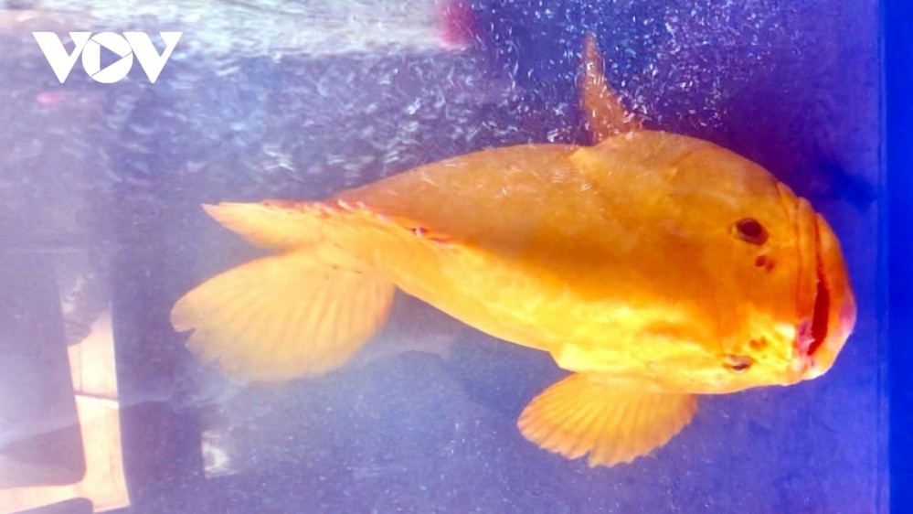 Cá mú toàn thân màu vàng óng được trả giá 200 triệu đồng