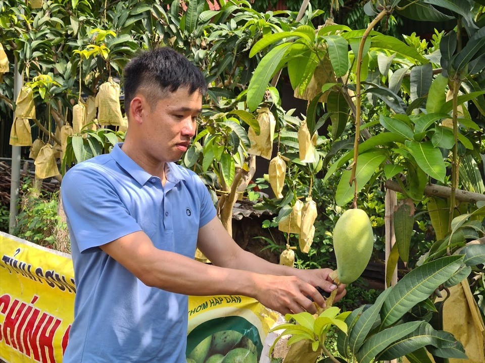 Large Japanese-funded project to strengthen safe agricultural value chains launched. (Photo: laodong)