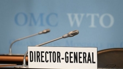 Cuộc đua ‘bát mã’ vào chiếc ‘ghế nóng’ của WTO