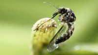 virus zika co the sinh soi trong nao cua cac thai nhi va nhau thai