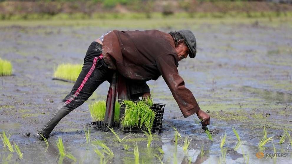 Một công nhân trồng lúa tại trang trại ở Bangkok, Thái Lan. (Nguồn: Reuters)