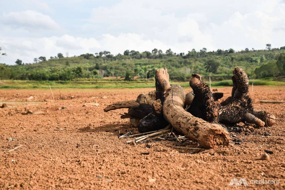 Người dân đã gom cây đốt lửa tại nơi đã từng là hồ chứa nước cung cấp cho hoạt động nông nghiệp ở đông bắc Thái Lan. (Nguồn: CNA)