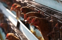 Trung Quốc phát hiện ổ dịch cúm gia cầm H5N1 cạnh tâm dịch viêm phổi lạ