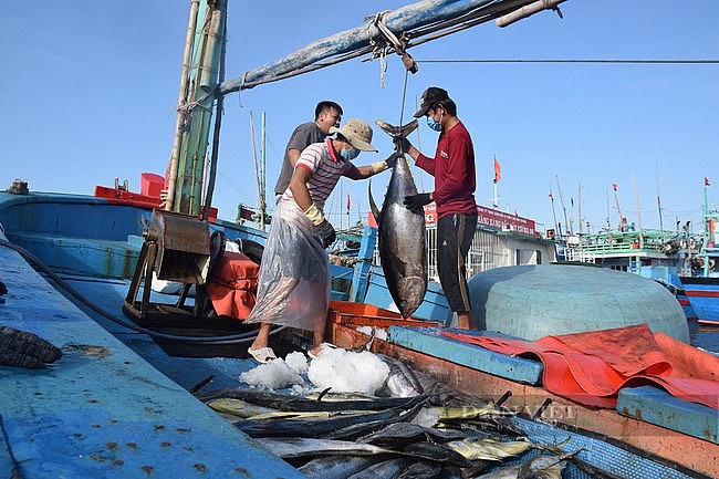 Xuất khẩu cá ngừ tăng tốc từ cuối năm 2021 nhờ sức mua tăng thì thị trường Mỹ, EU,...
