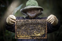 Xuất khẩu ngày 21-25/2: Xuất khẩu gạo lạc quan đầu năm mới, Bộ Công Thương kiến nghị Hoa Kỳ 'gỡ khó' cho ngành ong xuất khẩu