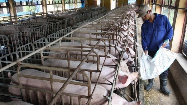 Giá thức ăn chăn nuôi tăng cao do xung đột Nga-Ukraine, doanh nghiệp chăn nuôi 'khóc ròng'