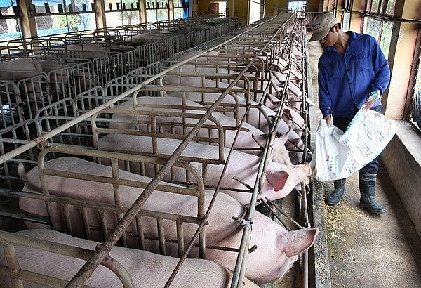 Giá thức ăn chăn nuôi tăng cao do xung đột Nga-Ukraine, doanh nghiệp chăn nuôi 'khóc ròng'