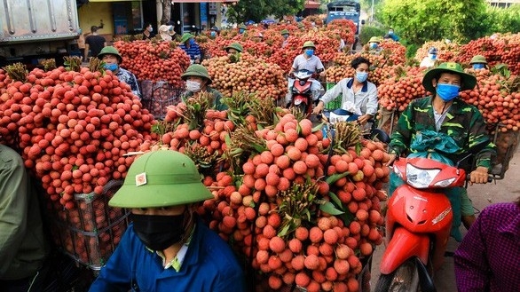 Changes in the mountainous area of Luc Ngan after 'lychees export'