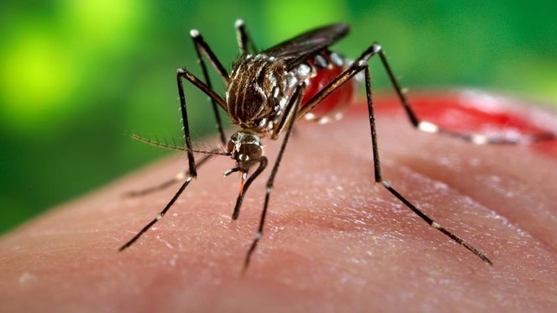 Việt Nam có hai trường hợp nhiễm virus Zika