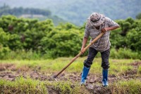 ADB giúp nông dân châu Á phục hồi kinh tế sau đại dịch
