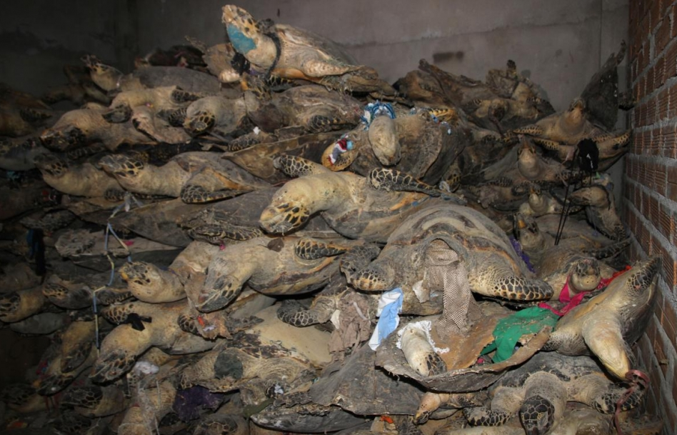Đối tượng buôn bán rùa biển lớn nhất thế giới chịu án 4,5 năm tù