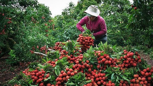 Giữa 'bão' Covid-19, mùa vải kết trái ngọt