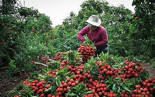 Giữa 'bão' Covid-19, mùa vải kết trái ngọt