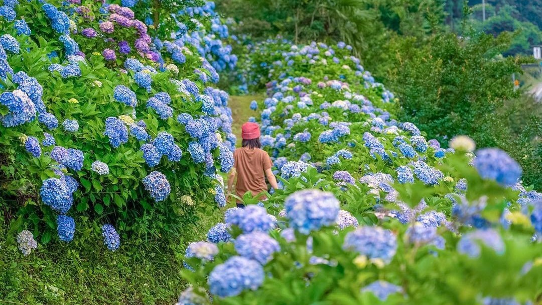 Lạc vào thế giới những vườn hoa cẩm tú cầu thơ mộng ở Nhật