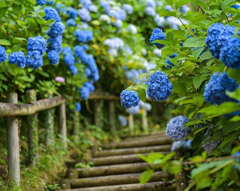Các lối đi ngập tràn hoa khiến nơi đây trở thành một trong những vườn cẩm tú cầu hàng đầu ở vùng Kanto. Năm nay, do thực hiện các biện pháp an toàn để ngăn chặn sự lây lan của virus chủng mới, thời gian mở cửa vườn bị thay đổi nhiều lần.