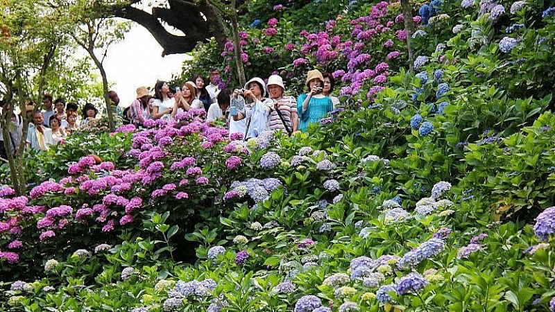 Lạc vào thế giới những vườn hoa cẩm tú cầu thơ mộng ở Nhật