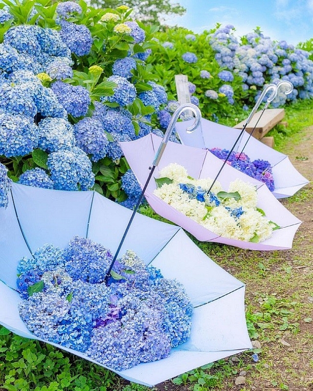 Ngắm những vườn hoa cẩm tú cầu thơ mộng ở Nhật