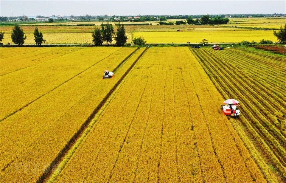 Vietnam to develop 1 million ha of low-emission high-quality rice by 2030: Ministry