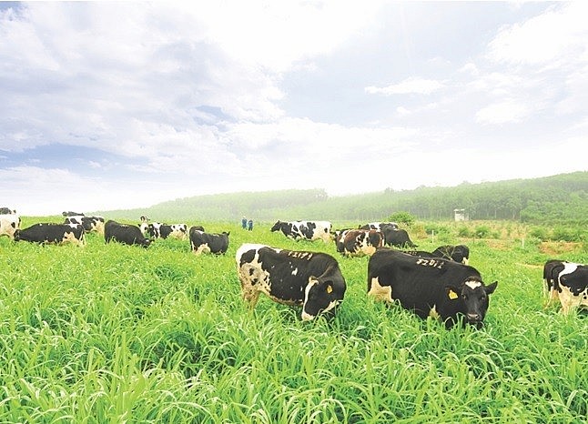 Cụm trang trại bò sữa TH: 'Nâng bước' nền nông nghiệp xanh