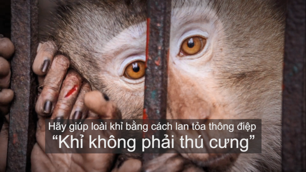 Ra mắt phim ngắn mang thông điệp truyền thông bảo vệ loài khỉ
