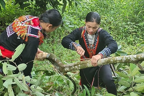 Bà con vùng dân tộc thiểu số tại Lào Cai thu hoạch quế