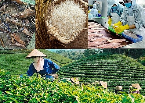 Đẩy mạnh khai phá tiềm năng hợp tác nông nghiệp Việt Nam-châu Phi