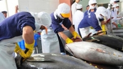 Xuất khẩu cá ngừ tăng trưởng ấn tượng nhờ 'đường cao tốc' EVFTA