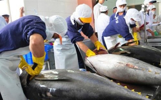 Xuất khẩu ngày 9-11/6: Thêm một thị trường CPTPP chuộng cá ngừ Việt Nam; mặt đá thạch anh đối mặt nguy cơ phòng vệ thương mại tại Mỹ