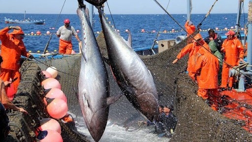 Từng 'đuối sức' vì thiếu nguyên liệu, xuất khẩu cá ngừ đứng trước cơ hội tái lập kỷ lục 1 tỷ USD