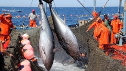 Xuất khẩu ngày 16-18/10: Xuất khẩu cá ngừ sang Trung Quốc tăng ấn tượng, xuất siêu tăng dần về cuối năm