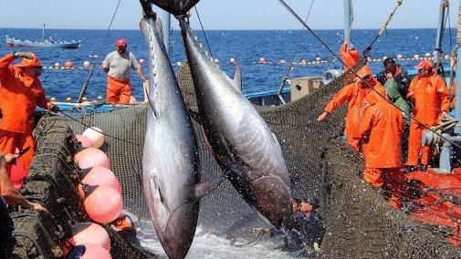 Việt Nam 'bỏ túi' hơn 1 tỷ USD từ xuất khẩu cá ngừ, thị trường Mỹ tăng trưởng ấn tượng