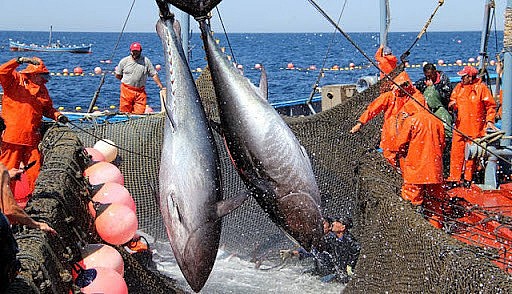 Xuất khẩu ngày 16-18/10: Xuất khẩu cá ngừ sang thị trường Trung Quốc tăng ấn tượng, xuất siêu tăng dần về cuối năm