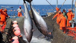 Việt Nam 'bỏ túi' hơn 1 tỷ USD từ xuất khẩu cá ngừ, thị trường Mỹ tăng trưởng ấn tượng