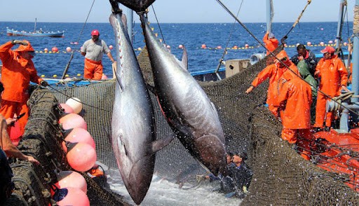 Viet Nam’s tuna export has bright prospect